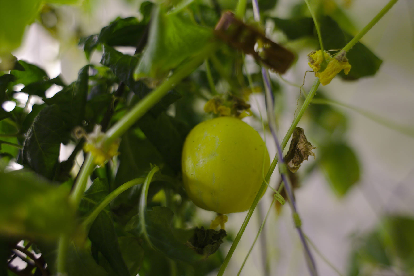 A new cucumber growing in the greenhouse lounge.