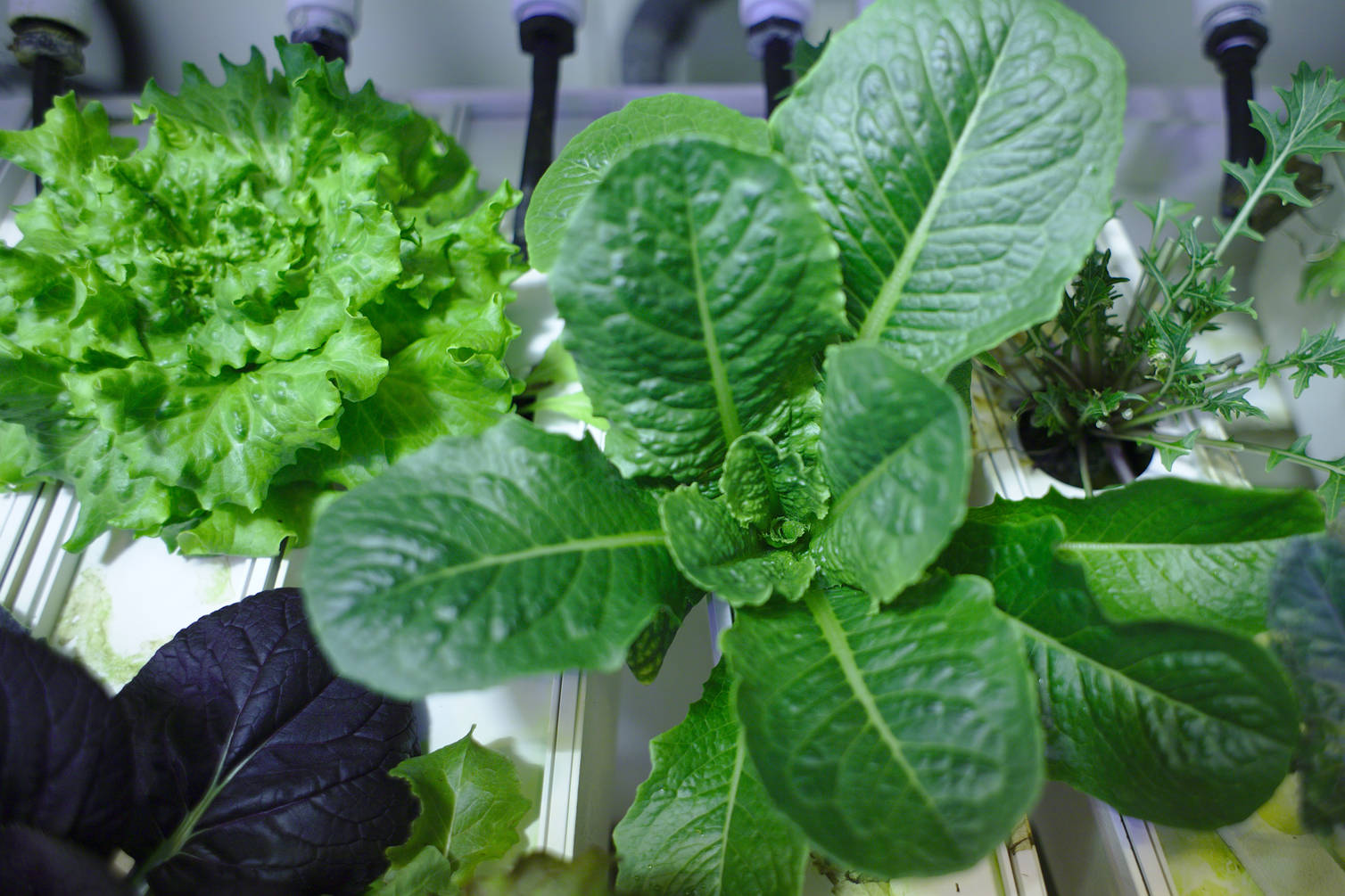 Lettuce - ready to harvest?