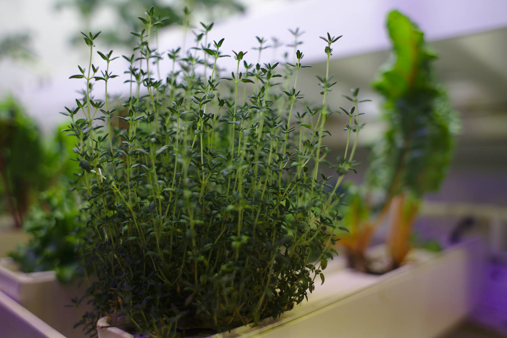 Fresh kitchen herbs.