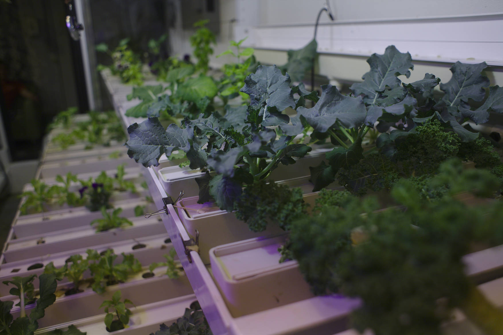 A large variety of plants is growing in the greenhouse, here some leafy greens and lettuce