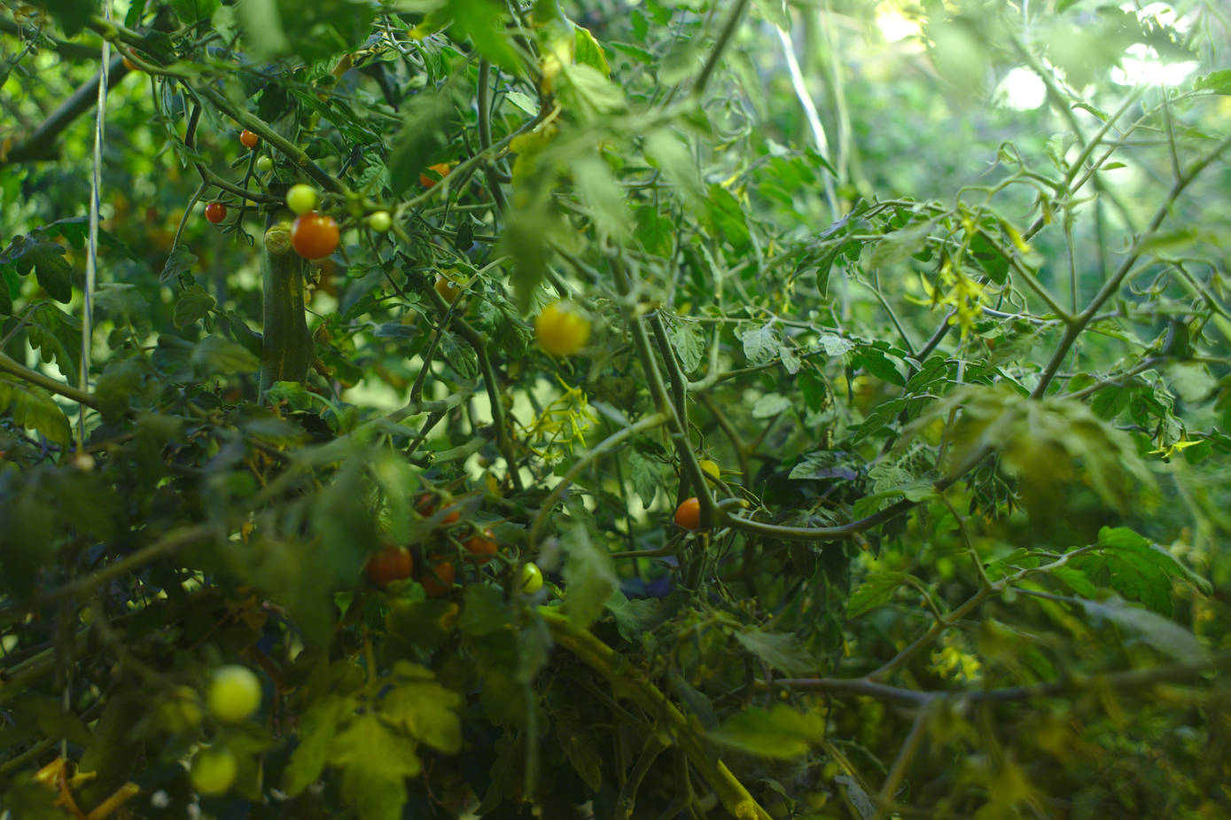 Cherry tomatoes to go with the sallad.