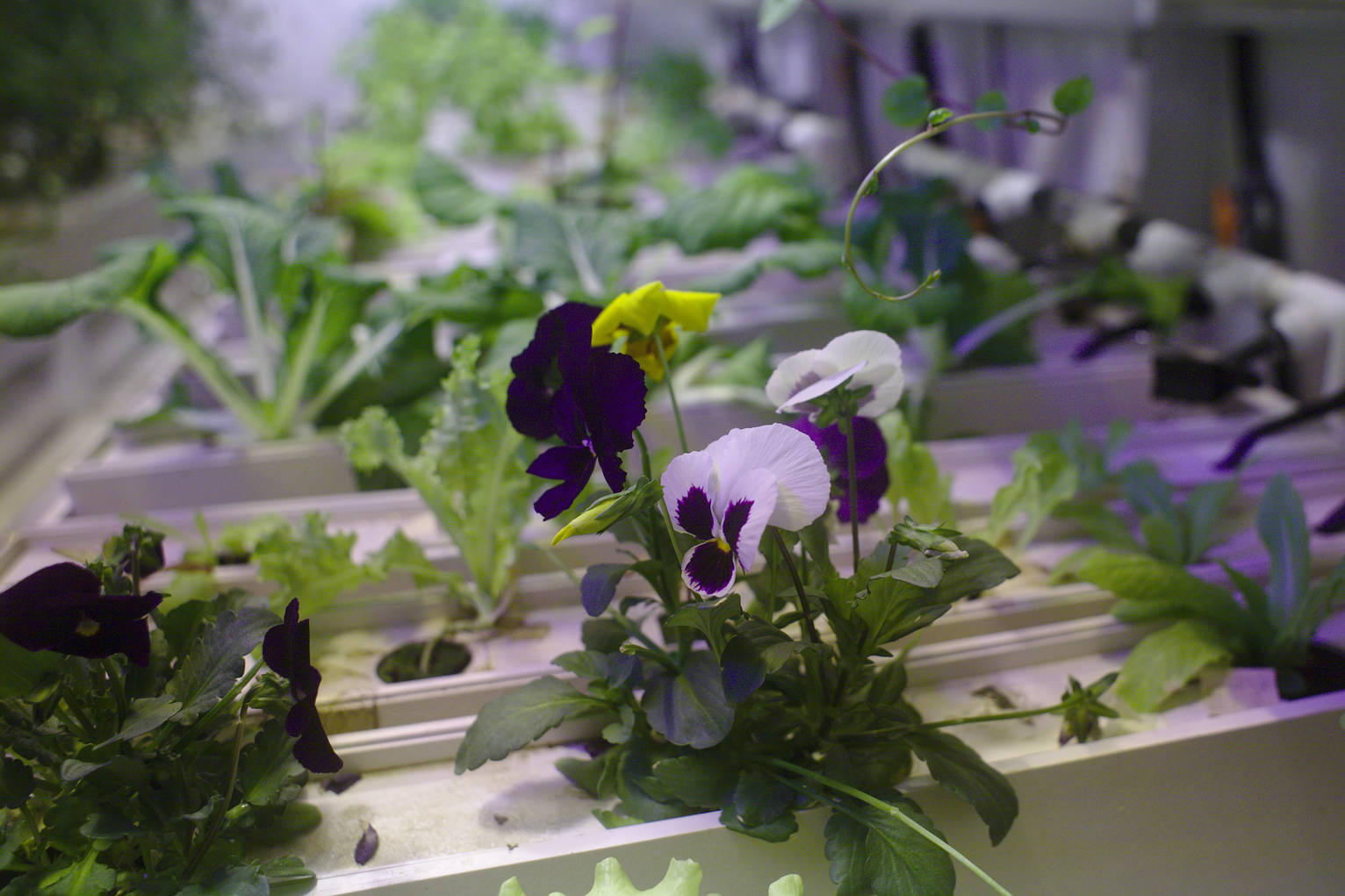 Even the flowers are edible and make for a nice decoration on a plate.